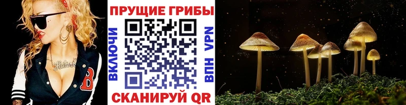 где купить Ивангород Галлюциногенные грибы Magic Shrooms